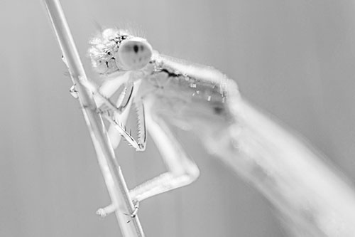 Damselfly Clamping Onto Grass Blade (Gray)