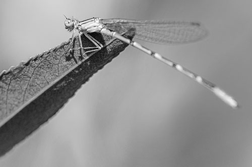 Damselfly Clamping Onto Leaf Petal Edge (Gray)