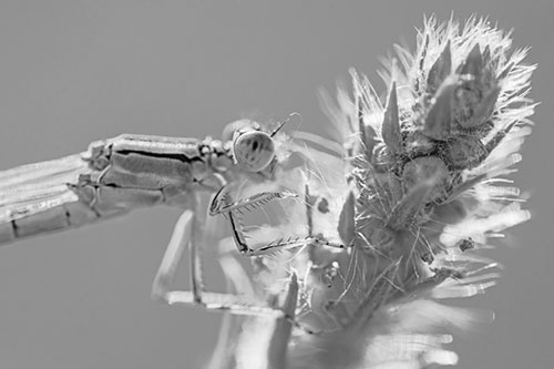 Damselfly Perched Among Fuzzy Plant (Gray)