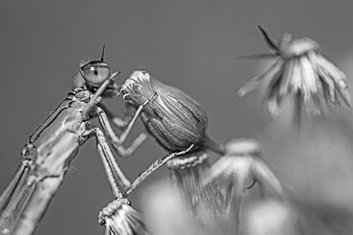Damselfly Rubbing Eye Among Horseweeds (Gray)