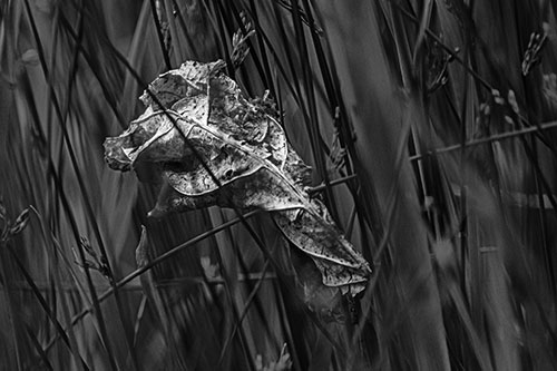 Dead Decayed Leaf Rots Among Reed Grass (Gray Photo)