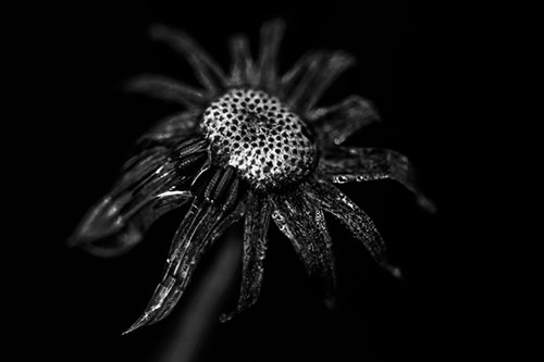 Dead Dewy Rotting Salsify Flower (Gray Photo)