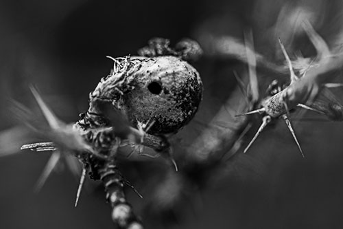Dead Dried Scarlet Firethorn Berry Head (Gray Photo)