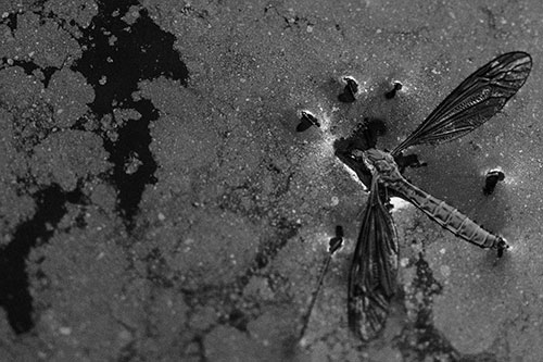 Dead Floating Crane Fly Partly Submerged Among Oily Water (Gray)