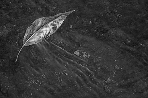 Dead Floating Leaf Creates Shallow Water Ripples (Gray Photo)