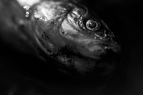 Dead Freshwater Whitefish Washed Ashore (Gray Photo)