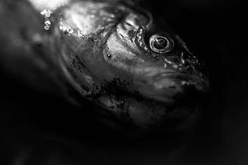 Dead Freshwater Whitefish Washed Ashore (Gray)