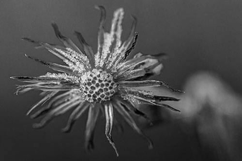 Dead Frozen Ice Covered Aster Flower (Gray Photo)