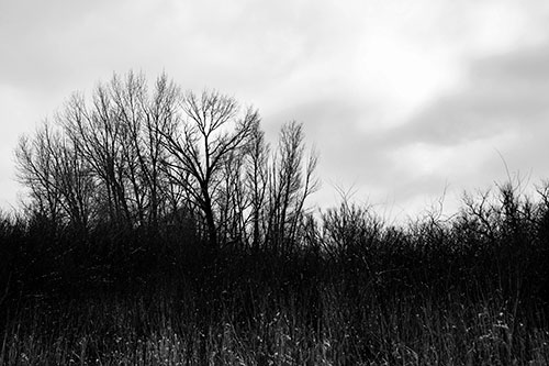 Dead Winter Tree Clusters Among Tall Grass (Gray Photo)