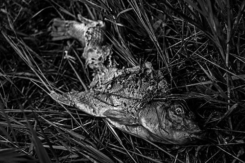 Decaying Salmon Fish Rotting Among Grass (Gray Photo)
