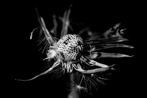 Decaying Seed Toothed Dandelion Creature (Gray)