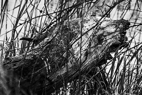 Decaying Serpent Tree Log Creature (Gray Photo)