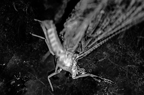 Deceased Mayfly Floating Atop Shallow River Shore (Gray)