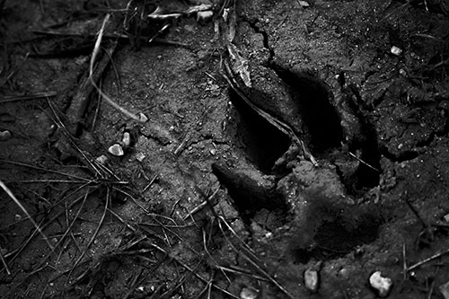 Deep Muddy Dog Footprint (Gray Photo)