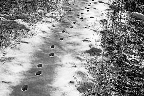 Deep Snow Animal Footprint Markings (Gray Photo)