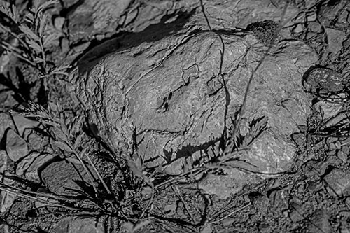Demonic Leaf Mouthed Rock Face Snarling Among Dirt (Gray)