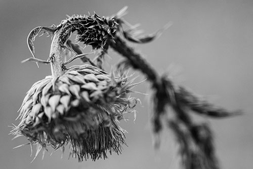 Depressed Slouching Thistle Dying From Thirst (Gray Photo)