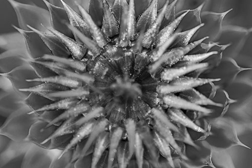 Dew Drops Cover Blooming Thistle Head (Gray Photo)