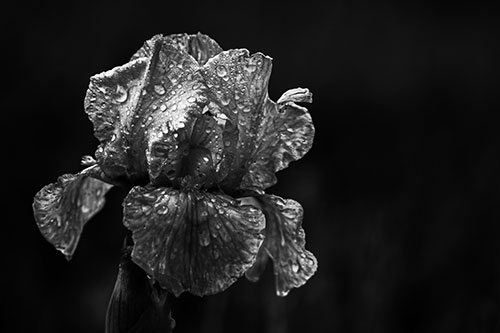 Dew Face Appears Among Wet Iris Flower (Gray Photo)
