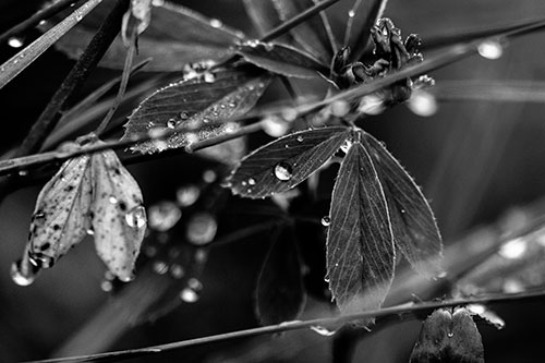 Dew Water Droplets Clutching Onto Leaves (Gray Photo)