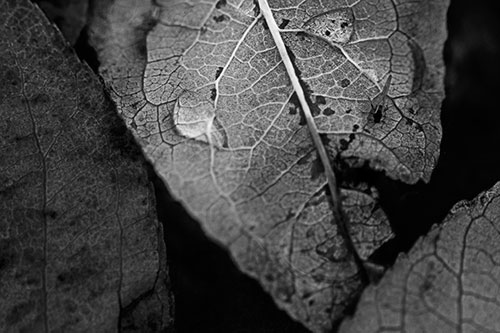 Dewy Eyed Leaf Face Cringing Towards Bug (Gray)