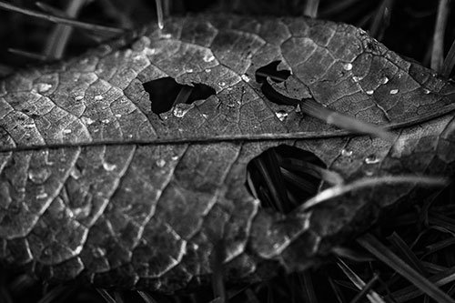 Dewy Pierced Leaf Face Screaming Among Grass Blades (Gray)