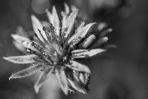 Dewy Spiked Sempervivum Flower (Gray Photo)