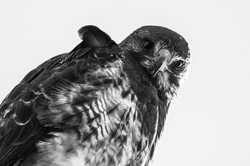 Direct Eye Contact With Rough Legged Hawk (Gray Photo)