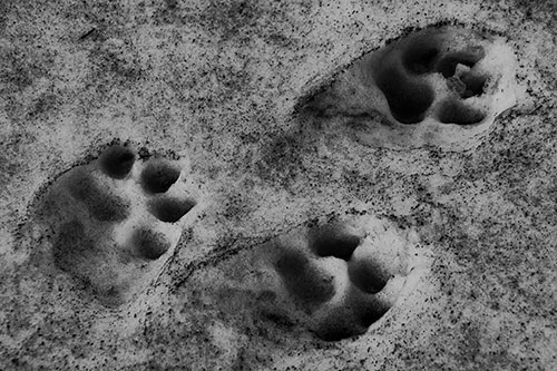 Dirty Dog Footprints In Snow (Gray Photo)