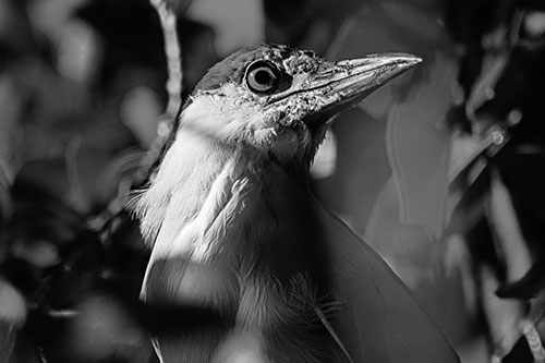 Dirty Faced Black Crowned Night Heron (Gray Photo)