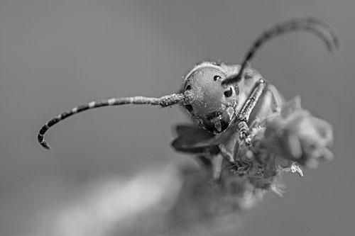 Dirty Milkweed Beetle Climbs Plant Top (Gray)