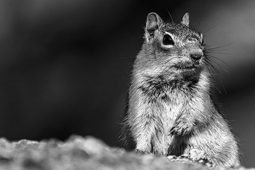 Dirty Nosed Squirrel Atop Rock (Gray Photo)