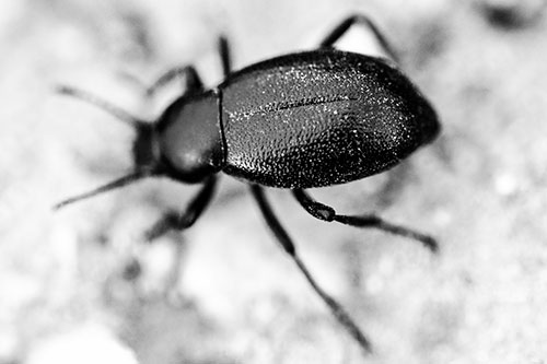 Dirty Shelled Beetle Among Dirt (Gray Photo)
