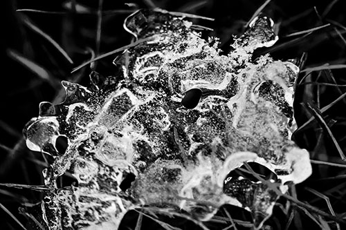 Dismayed Ice Dragon Face Frozen Among Piercing Grass Blades (Gray)