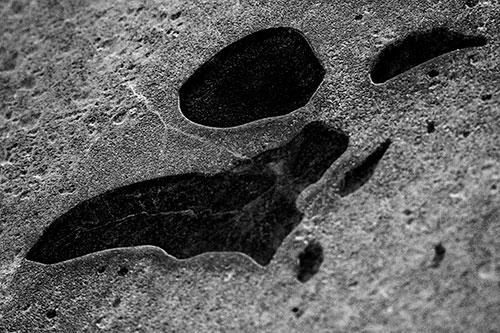 Distorted Skull Face Within Frozen Ice (Gray Photo)