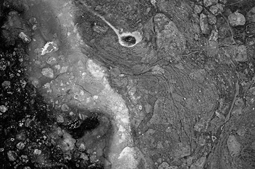Distressed Oil Face Swirling Among Rocky Shore (Gray)
