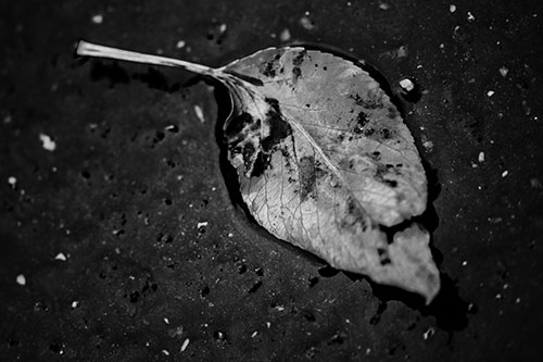 Distressed Rotting Leaf Face Among Wet Pavement (Gray)