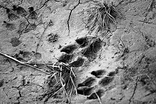 Dog Footprints On Dry Cracked Mud (Gray Photo)