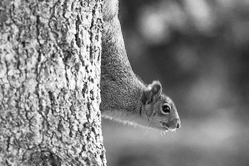 Downward Squirrel Yoga Tree Trunk (Gray Photo)