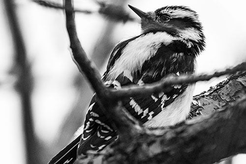 Downy Woodpecker Twists Head Backwards Atop Branch (Gray Photo)