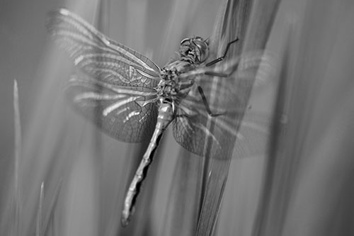 Dragonfly Grabs Grass Blade Batch (Gray Photo)
