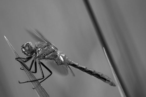 Dragonfly Perched Atop Sloping Grass Blade (Gray Photo)