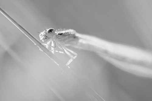 Dragonfly Rides Grass Blade Among Sunlight (Gray Photo)