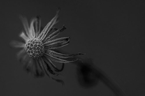 Dried Curling Snowflake Aster Among Darkness (Gray Photo)