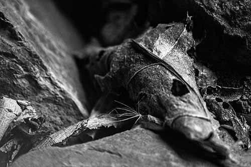 Dry Frowning Leaf Face Resting Between Rocks (Gray)