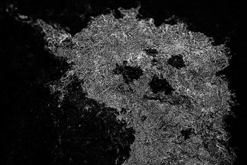 Dry Smirking Moss Face Among Damp Rock Surface (Gray)