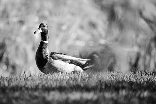 Duck On The Grassy Horizon (Gray Photo)