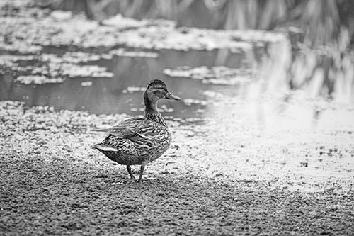 Duck Walking Through Algae For A Lake Swim (Gray Photo)