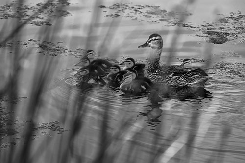Ducklings Surround Mother Mallard (Gray Photo)