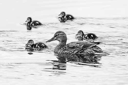 Ducklings Swim Along Mother Mallard Duck (Gray Photo)